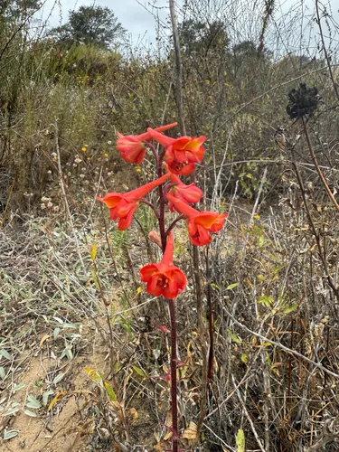 Scarlet Larkspur — photo by oliviapederson