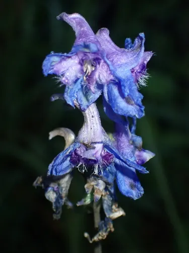 Carolina Larkspur