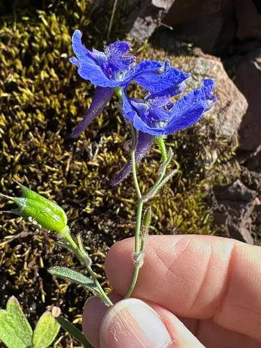 Coastal Larkspur — photo by LJ Moore-McClelland