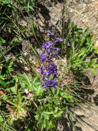Slim Larkspur — photo by jeff_kowalski