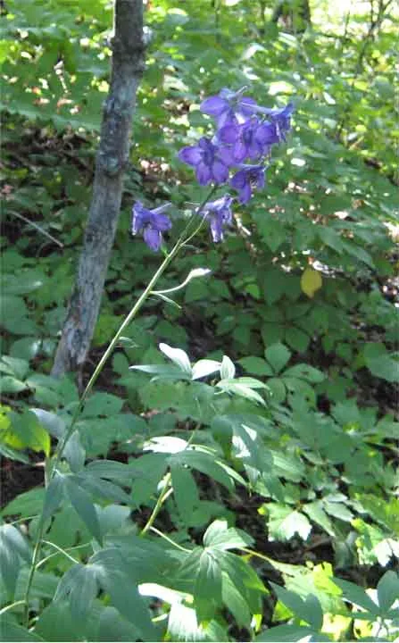 Tall Larkspur — photo by NPS