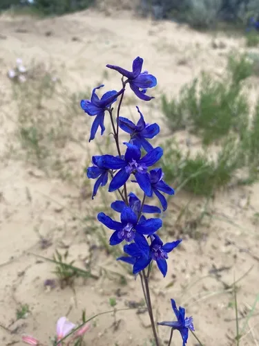 Geyer's Larkspur — photo by traviscolorado