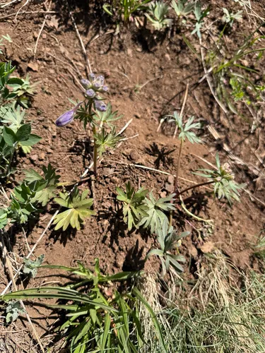 Olympic Larkspur — photo by Brittney