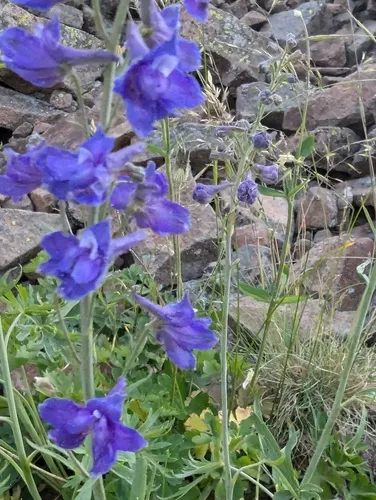 Smooth Larkspur — photo by stishovite