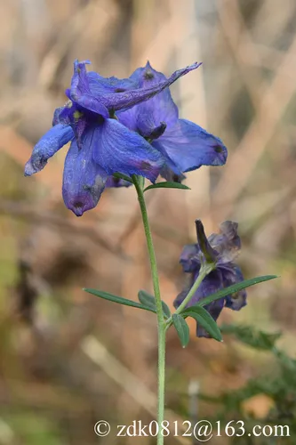 Siberian Larkspur — photo by zdk0812