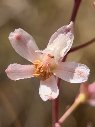 Pinoche Creek Larkspur — photo by Alex Heyman