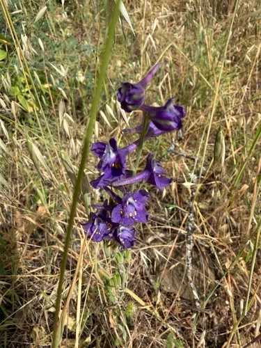 Foothill Larkspur — photo by taralee