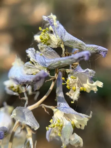 Unexpected Larkspur — photo by Duncan Bell