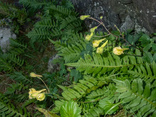 Yellow Larkspur — photo by Ocean Fleskes