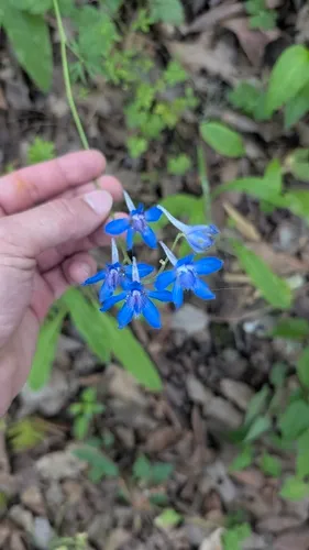 Sierra Madre Larkspur — photo by Pepe González
