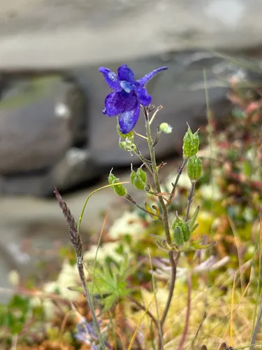 Menzies' Larkspur — photo by Dawn Hanna
