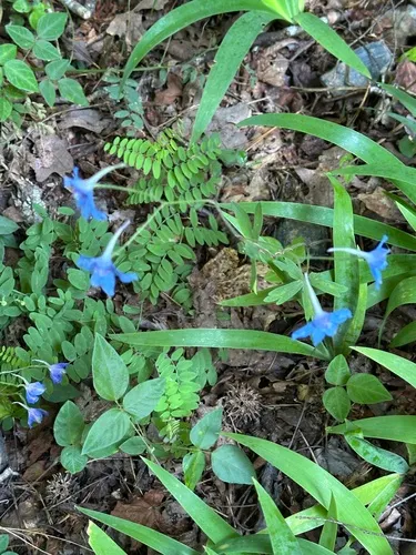 Newton's Larkspur — photo by jim_keesling