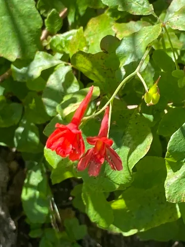 Red Larkspur — photo by dday81