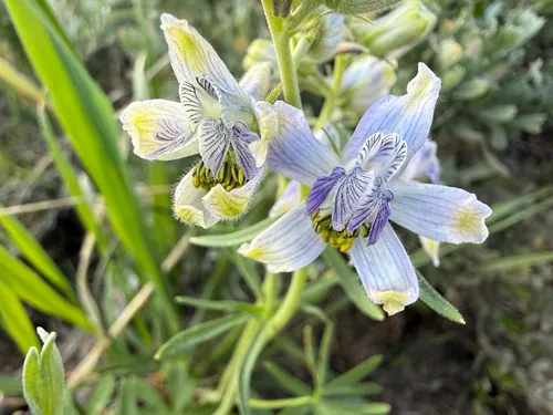 Twolobe Larkspur — photo by Zach Earl