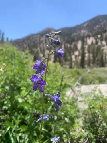 Mountain Marsh Larkspur — photo by Asha