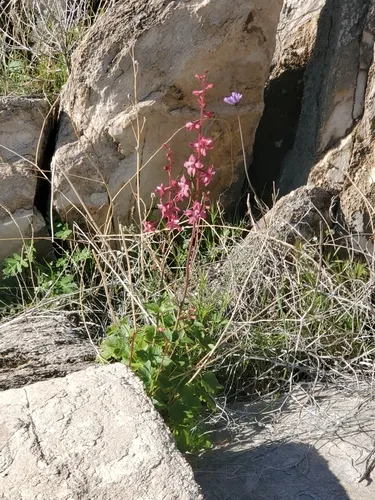 Kern County Larkspur — photo by donnaz28