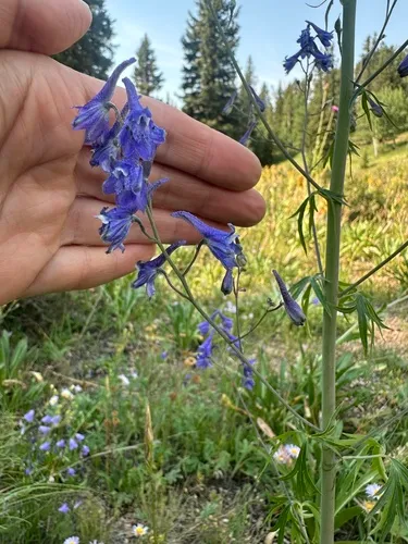 Mountain Larkspur — photo by Kara Carragher