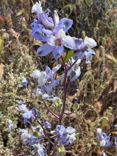 Byron Larkspur