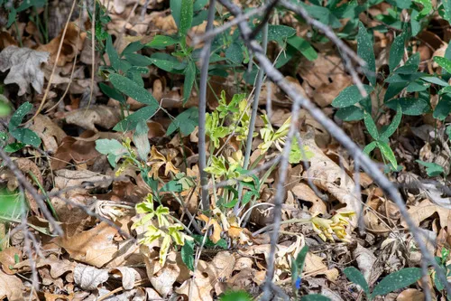 Tall Mountain Larkspur — photo by Ben Sims