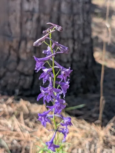 Rocky Mountain Larkspur — photo by Henry L. Parra