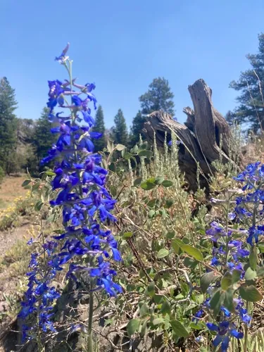Spiked Larkspur — photo by Joseph Decruyenaere