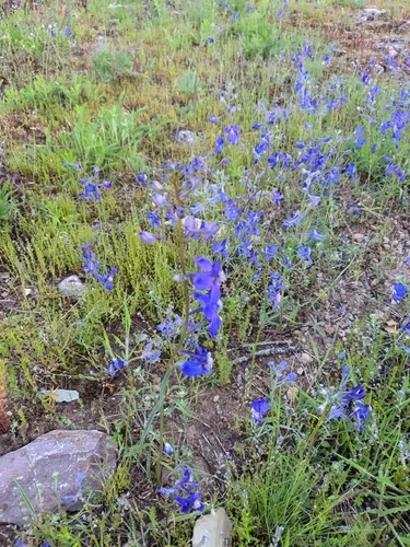 Sutherland's Larkspur — photo by amurland