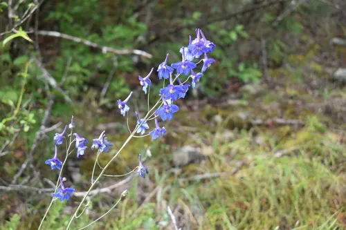 Glade Larkspur — photo by Ethan
