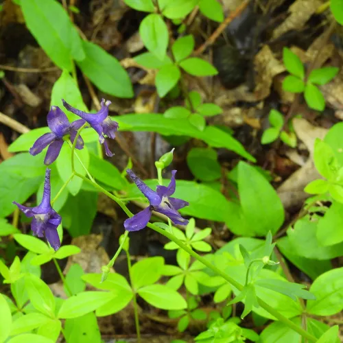 Dwarf Larkspur — photo by M. Whitson