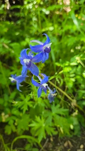 Columbian Larkspur — photo by Russell Campbell
