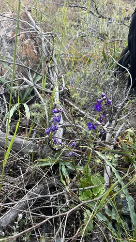 Swamp Larkspur — photo by anyabaphna