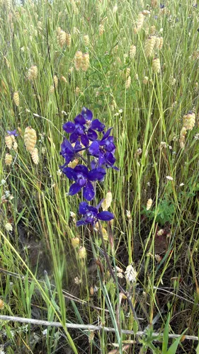 Royal Larkspur (subsp. kinkiense) — photo by Vanessa Walsh