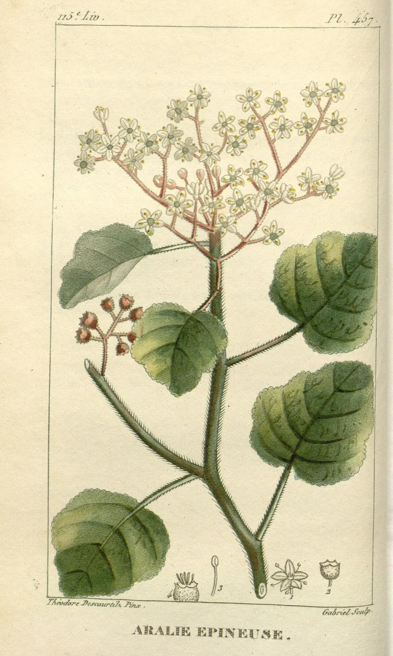 Angelica Tree — photo by Descourtilz, J. Theodore.; Descourtilz, M. E.; Pichard.