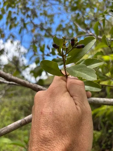 Puerto Rico Leechbush — photo by Roqui Bello