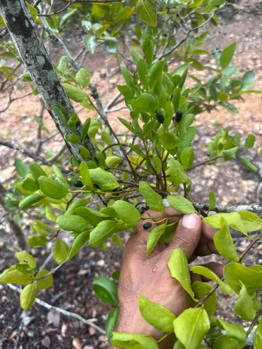 Four-angle Leechbush