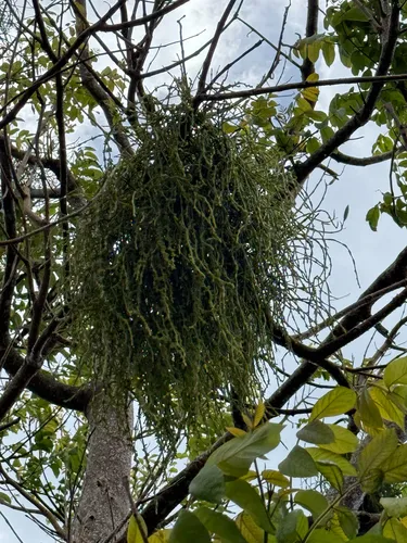 Caribbean Tree Destroyer
