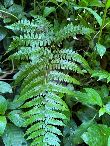 Cuplet Fern