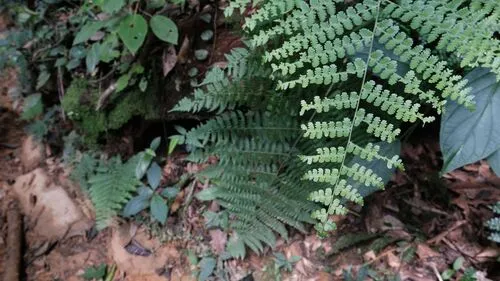 Bluntleaf Hayscented Fern