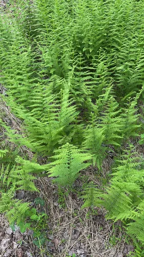 Eastern Hayscented Fern
