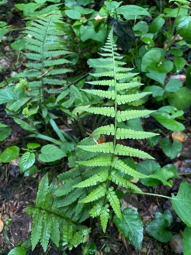 Silver False Spleenwort — photo by jamesdvc