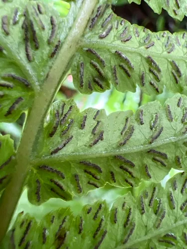 Fenzl's False Spleenwort