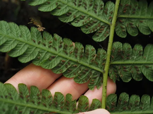 Marginal False Spleenwort