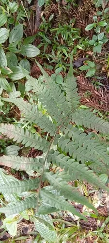 Petersen's-Spleenwort