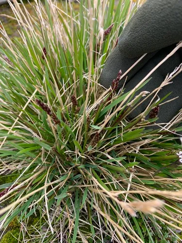 Bering Hairgrass