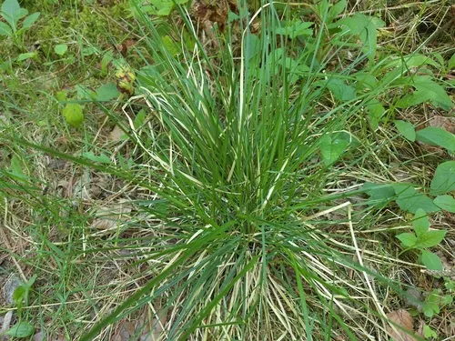 Tufted Hairgrass