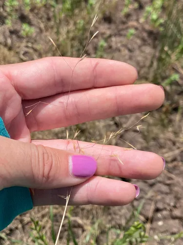 Annual Hairgrass