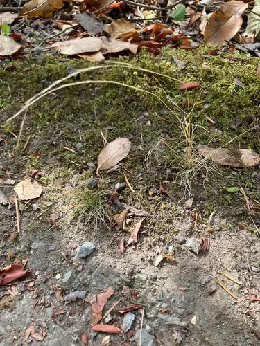 Slender Hairgrass