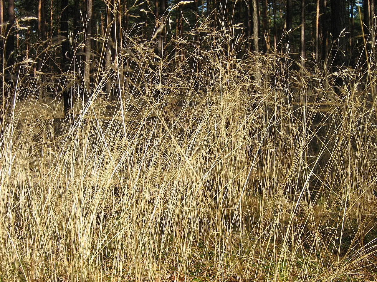 Wavy Hairgrass — photo by Botaurus