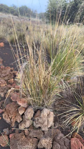 Alpine Hairgrass