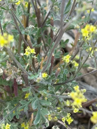 Sierra Tansymustard