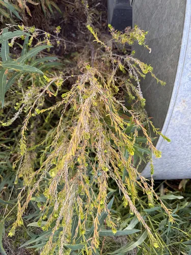 Mountain Tansymustard